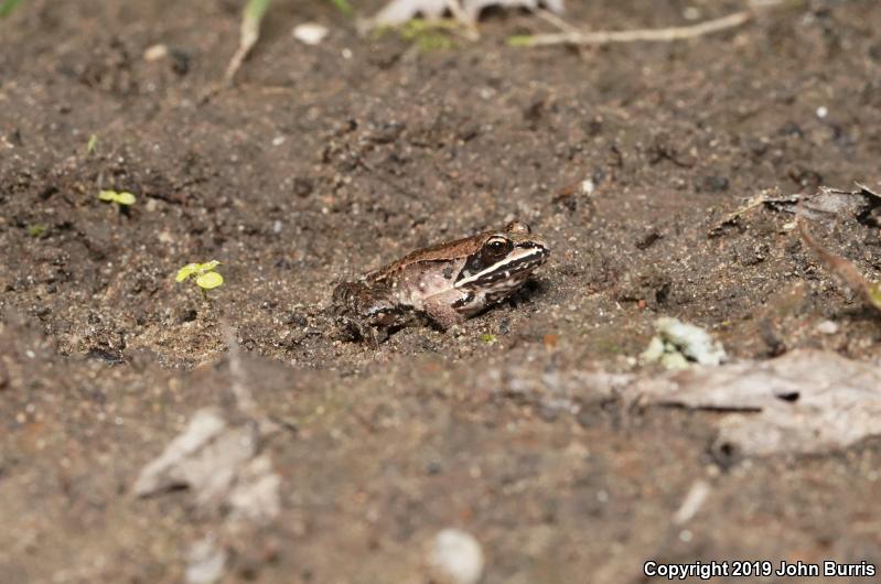 Wood Frog (Lithobates sylvaticus)