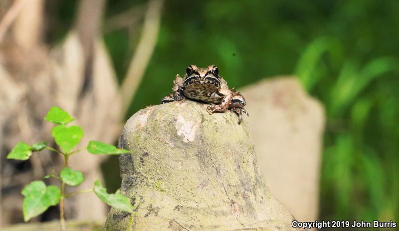 Wood Frog (Lithobates sylvaticus)