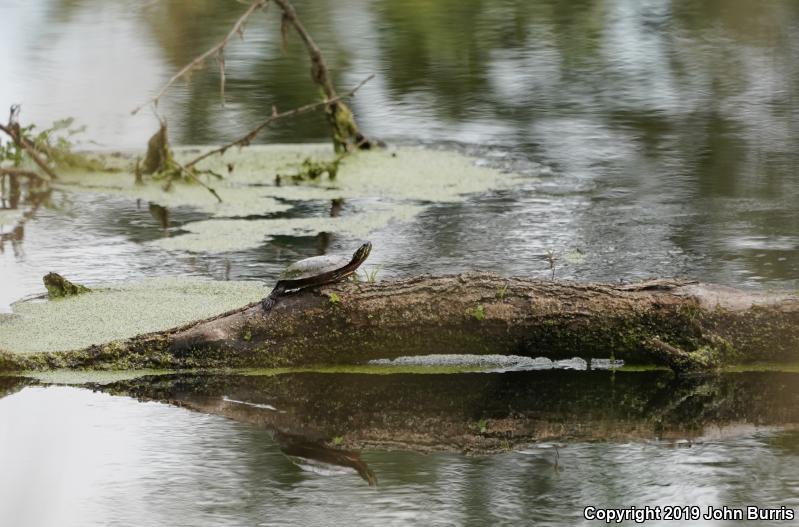 Midland Painted Turtle (Chrysemys picta marginata)