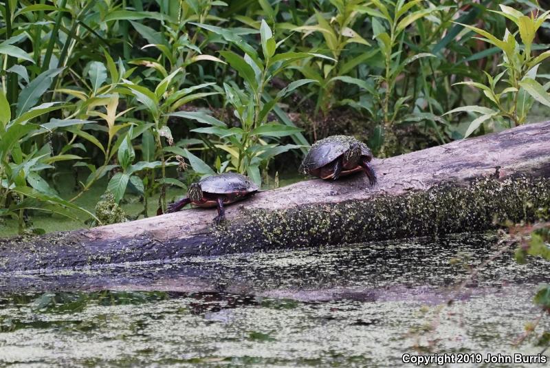 Midland Painted Turtle (Chrysemys picta marginata)