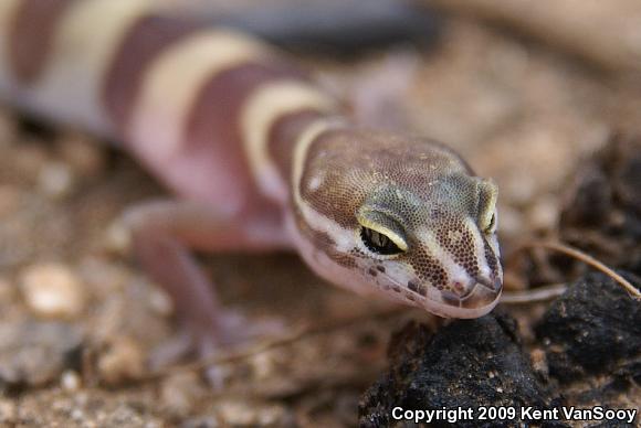 San Diego Banded Gecko (Coleonyx variegatus abbotti)