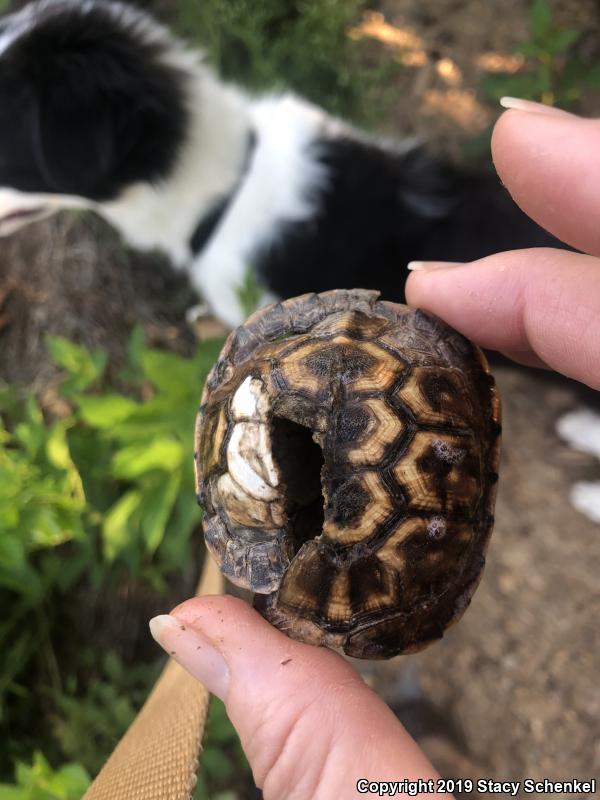 Eastern Box Turtle (Terrapene carolina)
