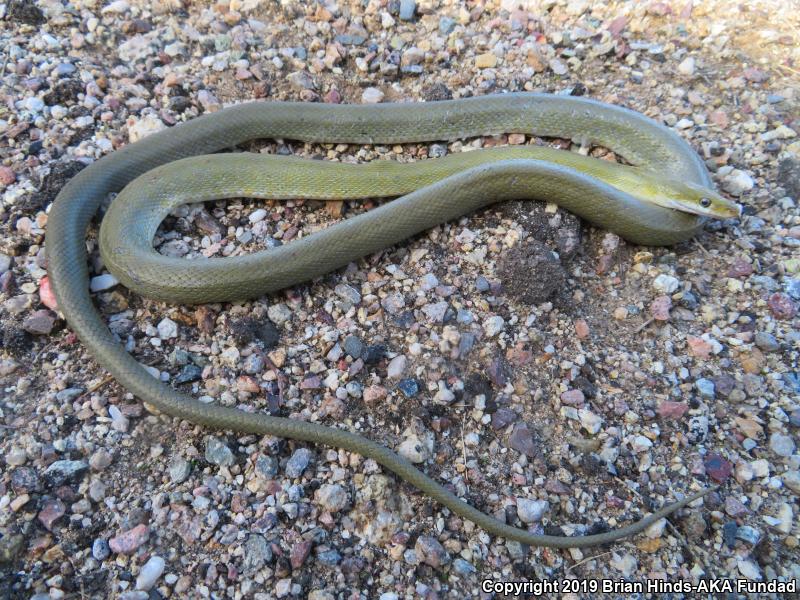 Green Ratsnake (Senticolis triaspis)