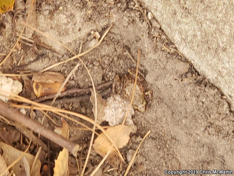 Rio Grande Chirping Frog (Eleutherodactylus cystignathoides)