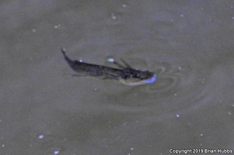 Arizona Tiger Salamander (Ambystoma mavortium nebulosum)