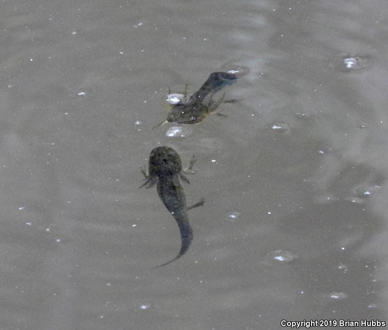 Arizona Tiger Salamander (Ambystoma mavortium nebulosum)