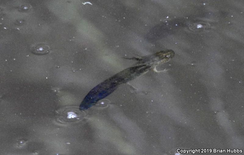 Arizona Tiger Salamander (Ambystoma mavortium nebulosum)