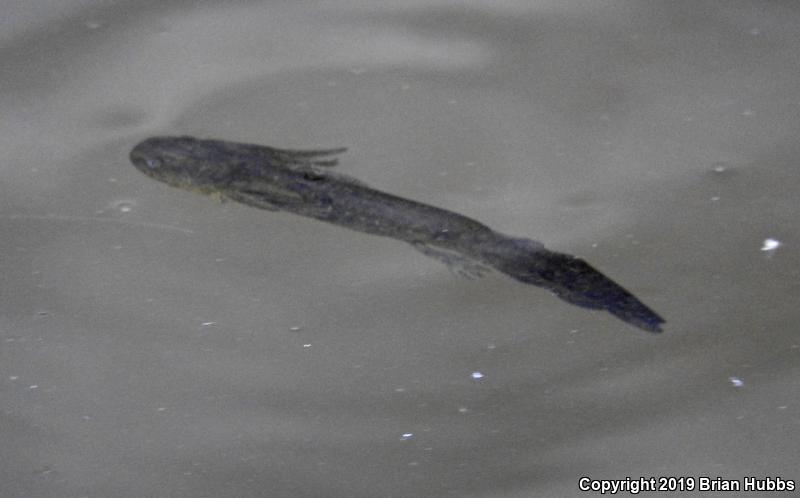 Arizona Tiger Salamander (Ambystoma mavortium nebulosum)