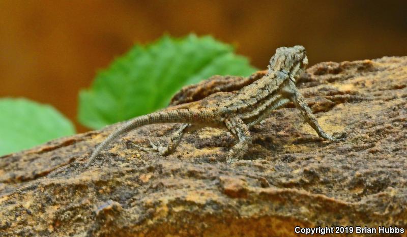 Ornate Tree Lizard (Urosaurus ornatus)