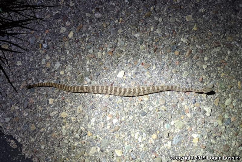 Tiger Rattlesnake (Crotalus tigris)