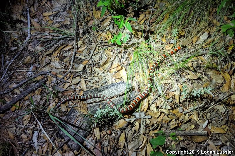 Arizona Mountain Kingsnake (Lampropeltis pyromelana pyromelana)