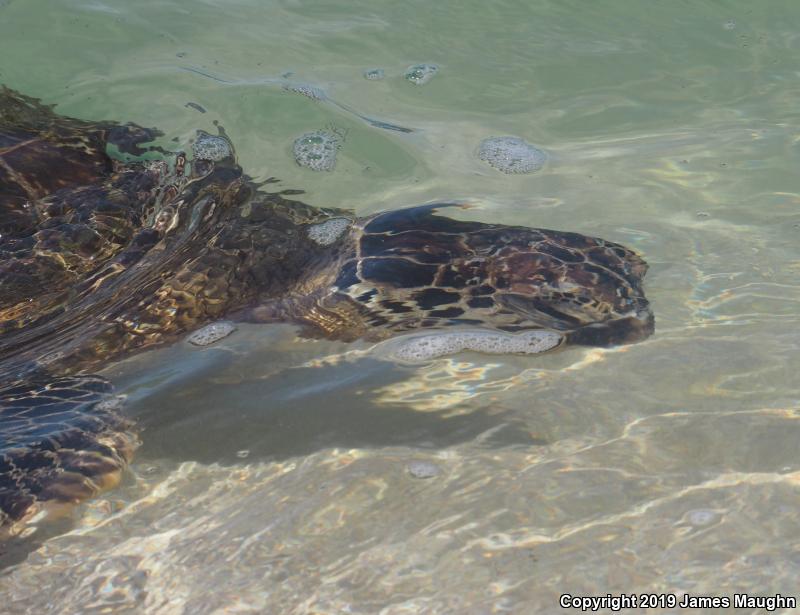 Green Sea Turtle (Chelonia mydas)