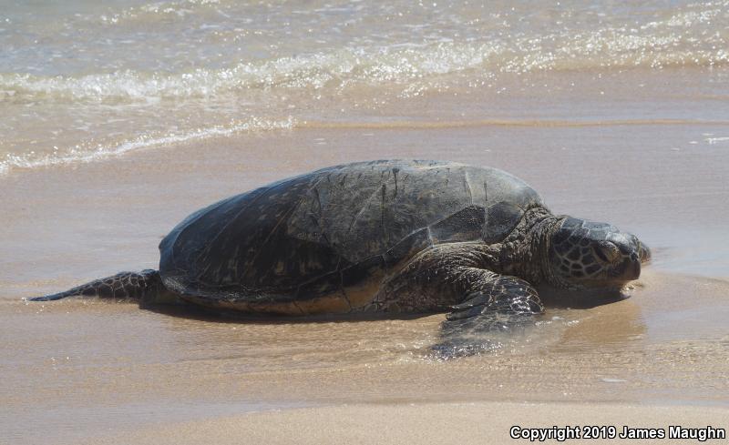 Green Sea Turtle (Chelonia mydas)