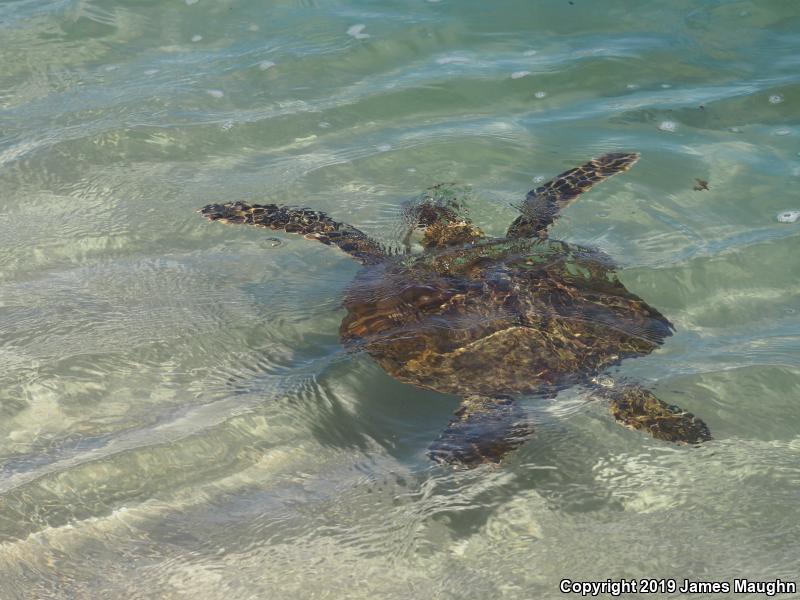 Green Sea Turtle (Chelonia mydas)