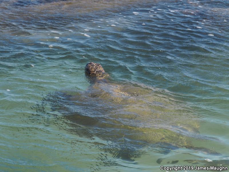 Green Sea Turtle (Chelonia mydas)