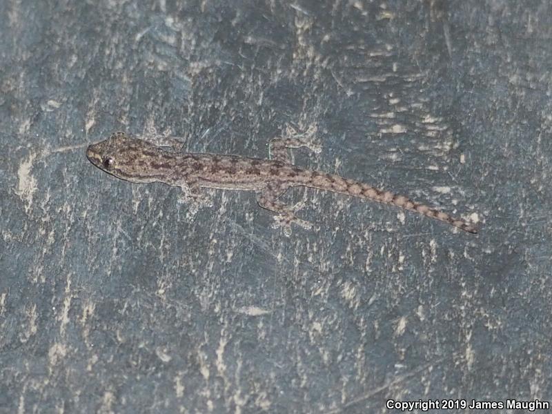 Common House Gecko (Hemidactylus frenatus)