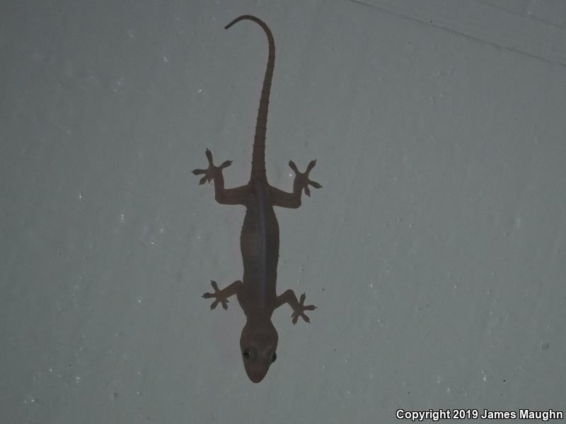 Common House Gecko (Hemidactylus frenatus)