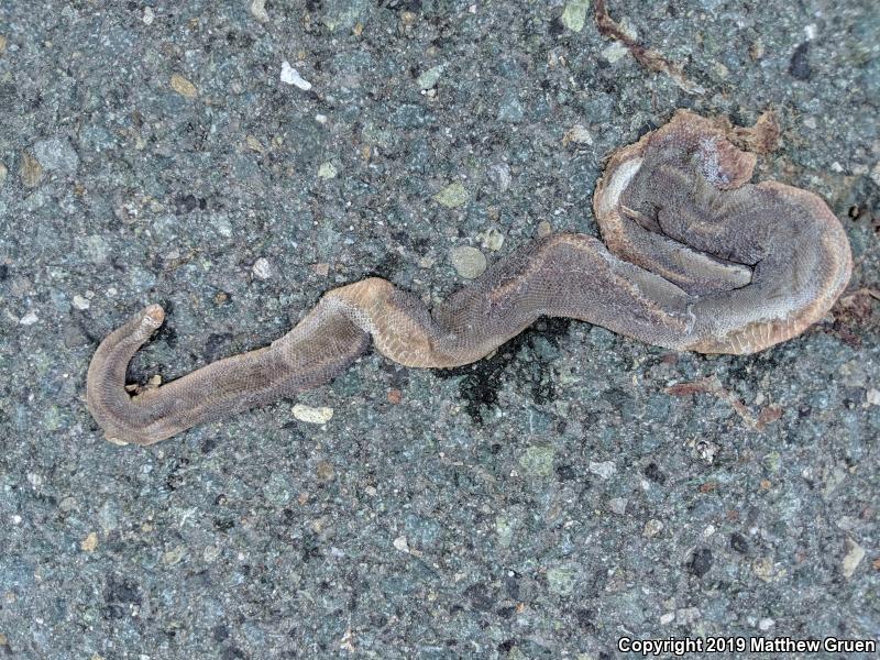 Northern Rubber Boa (Charina bottae)