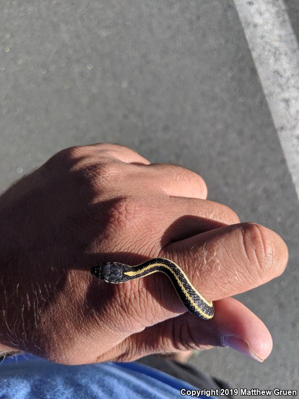 Mountain Gartersnake (Thamnophis elegans elegans)