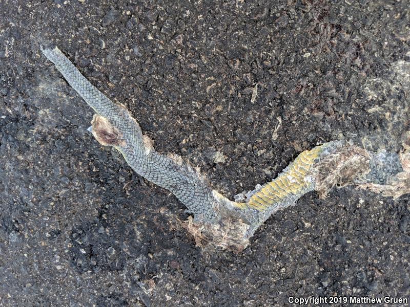 Western Yellow-bellied Racer (Coluber constrictor mormon)