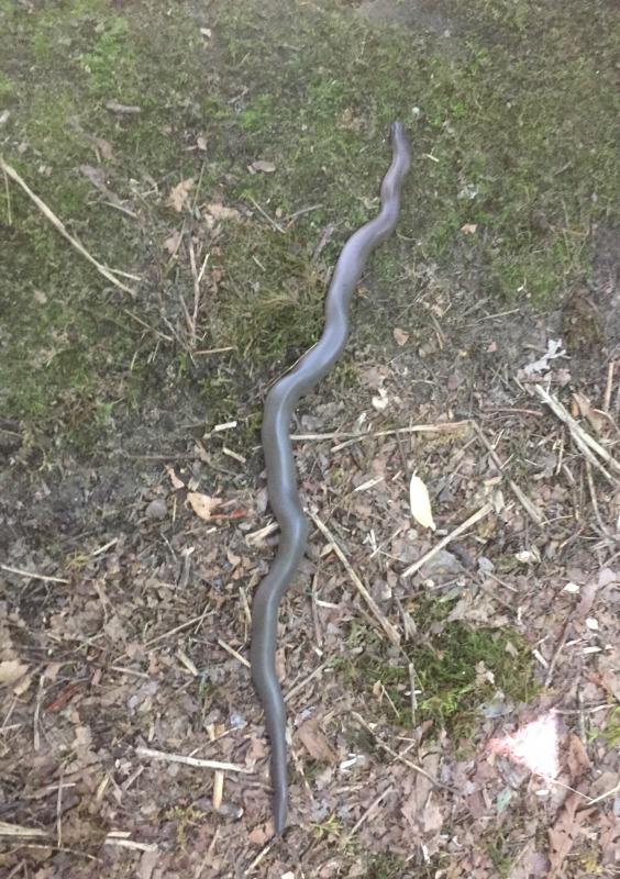 Northern Rubber Boa (Charina bottae)