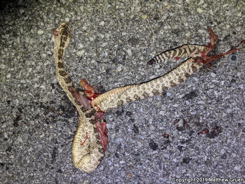 Great Basin Rattlesnake (Crotalus oreganus lutosus)