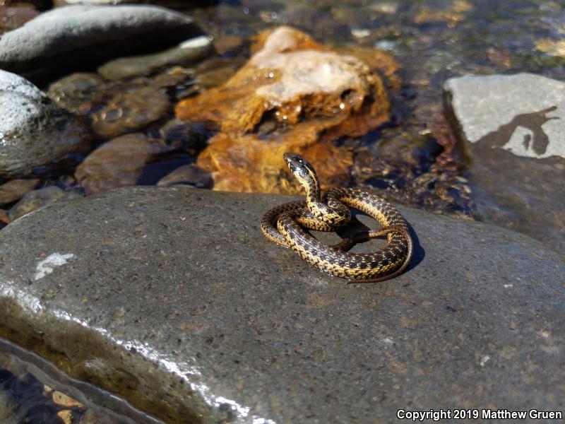 Sierra Gartersnake (Thamnophis couchii)