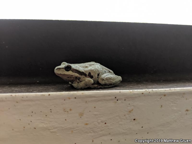 Sierran Treefrog (Pseudacris sierra)