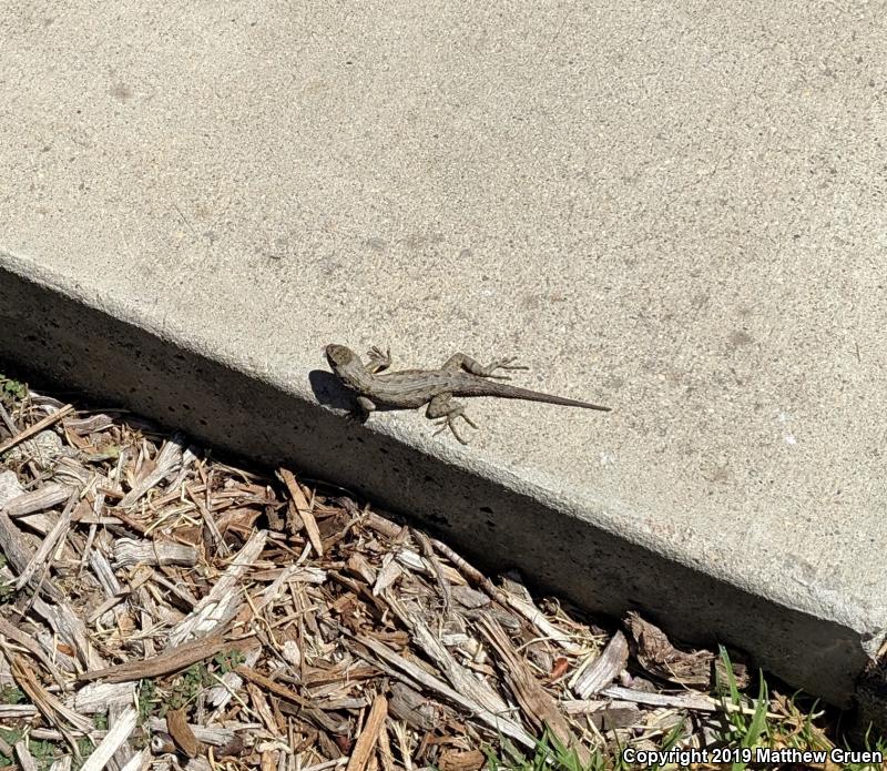 Western Fence Lizard (Sceloporus occidentalis)