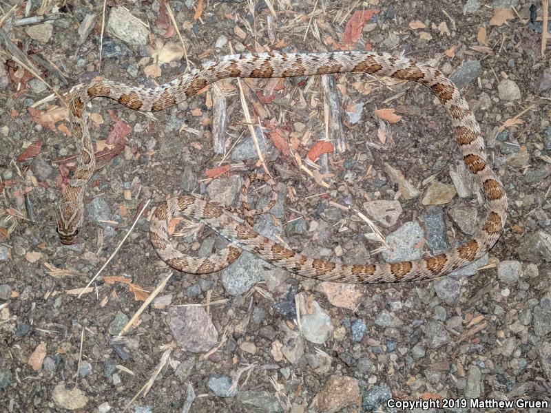 Baja California Lyresnake (Trimorphodon biscutatus lyrophanes)