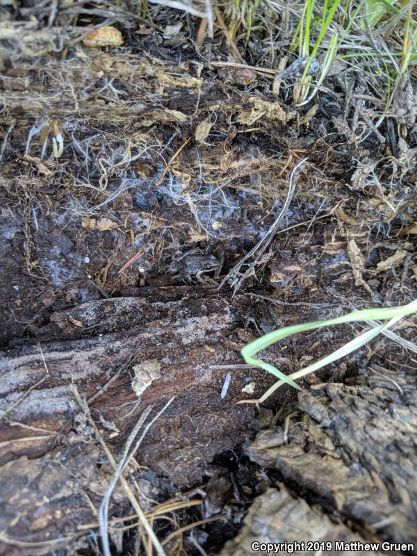 Sierran Treefrog (Pseudacris sierra)