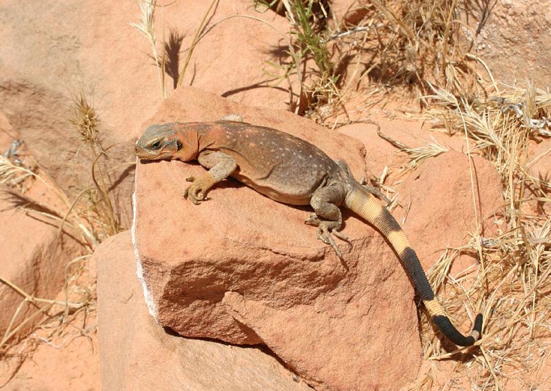 Common Chuckwalla (Sauromalus ater)