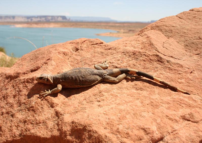 Common Chuckwalla (Sauromalus ater)