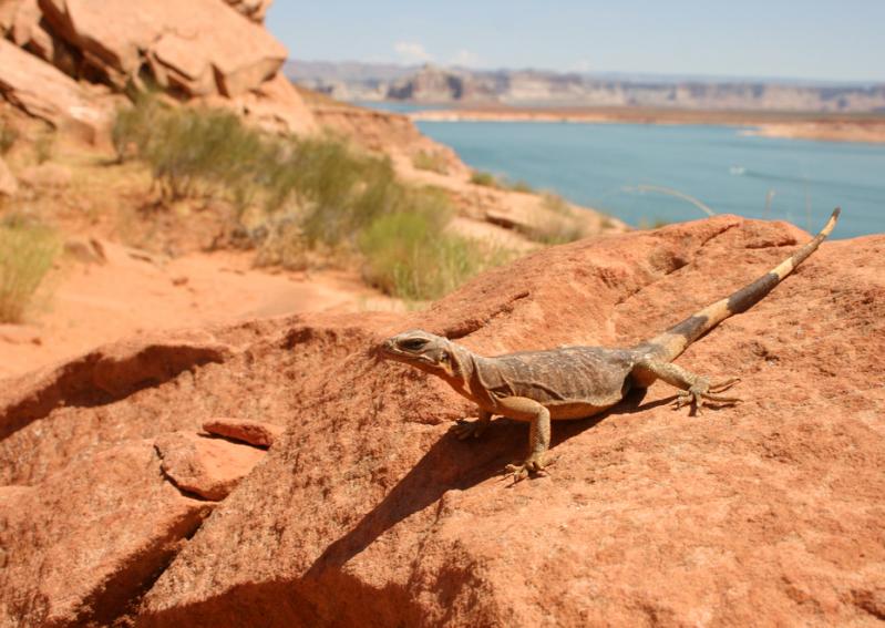 Common Chuckwalla (Sauromalus ater)