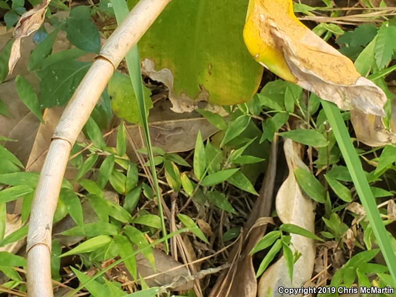 Brown Anole (Anolis sagrei)