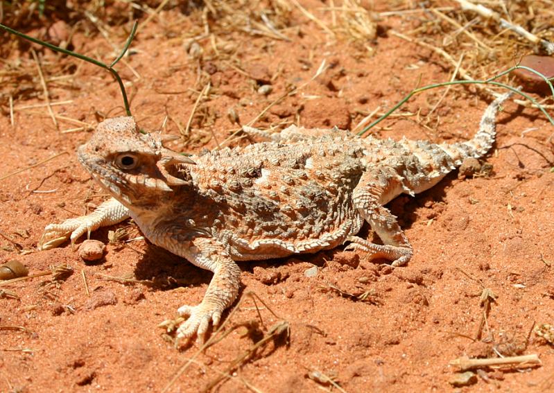 Southern Desert Horned Lizard (Phrynosoma platyrhinos calidiarum)