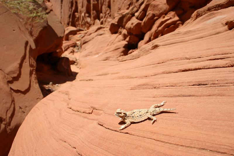 Southern Desert Horned Lizard (Phrynosoma platyrhinos calidiarum)