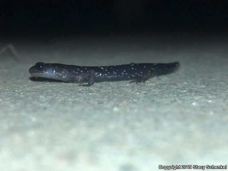 White-Spotted Slimy Salamander (Plethodon cylindraceus)