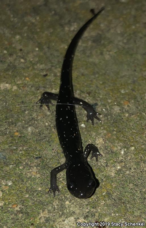 White-Spotted Slimy Salamander (Plethodon cylindraceus)