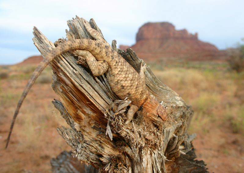 Orange-headed Spiny Lizard (Sceloporus magister cephaloflavus)