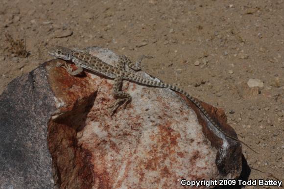 Long-nosed Leopard Lizard (Gambelia wislizenii wislizenii)