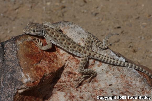 Long-nosed Leopard Lizard (Gambelia wislizenii wislizenii)