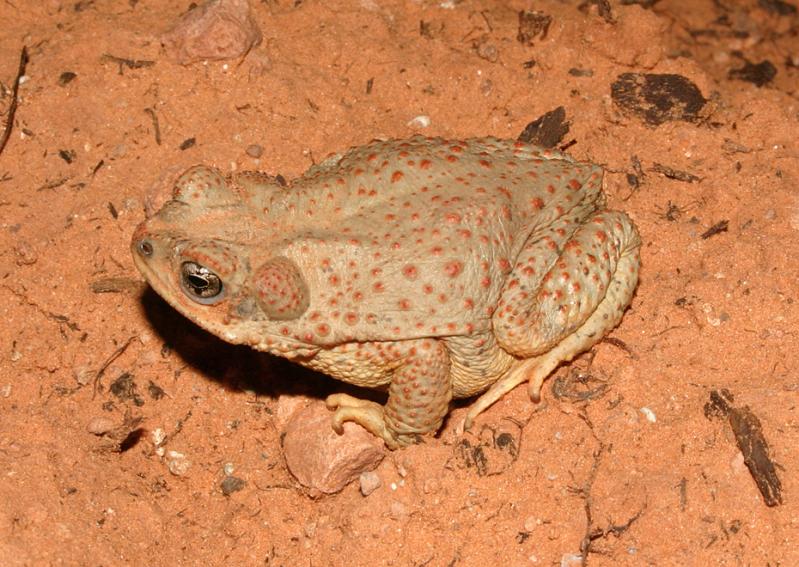 Red-spotted Toad (Anaxyrus punctatus)