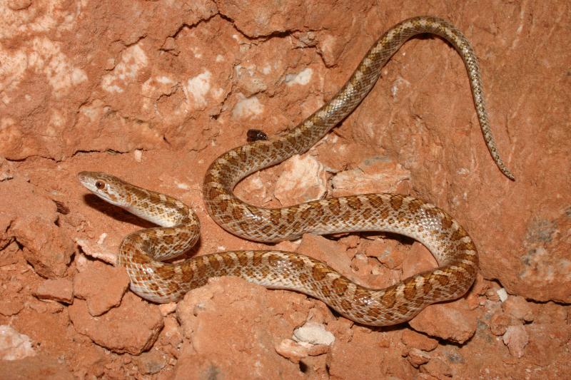 Painted Desert Glossy Snake (Arizona elegans philipi)