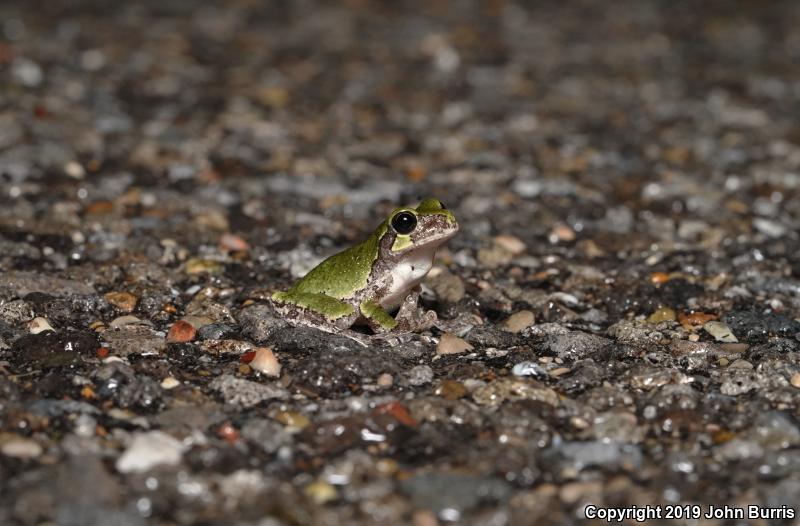 Gray Treefrog (Hyla versicolor)