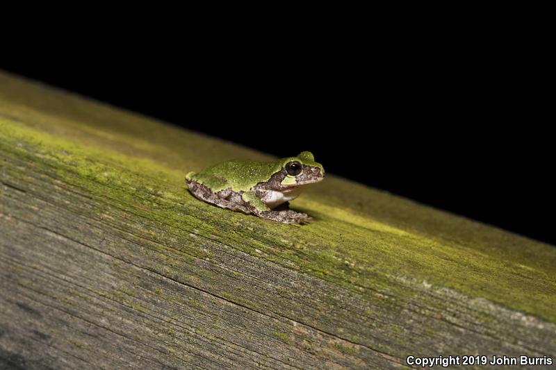 Gray Treefrog (Hyla versicolor)