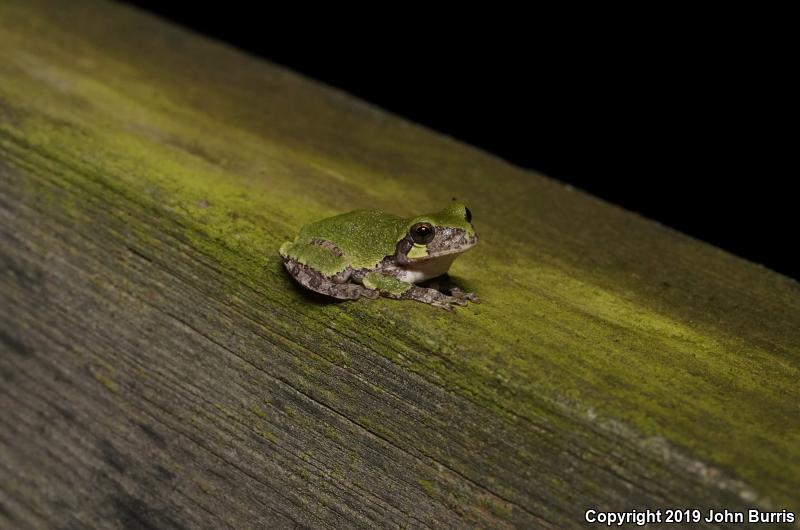 Gray Treefrog (Hyla versicolor)