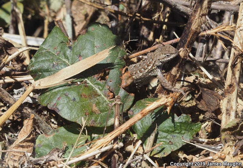 Coast Range Fence Lizard (Sceloporus occidentalis bocourtii)