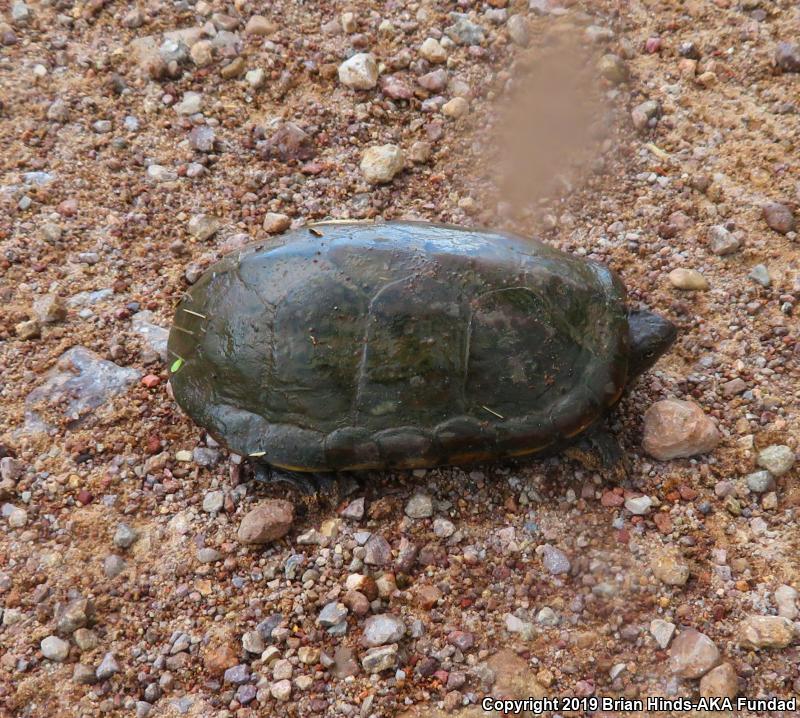 Sonoran Mud Turtle (Kinosternon sonoriense)