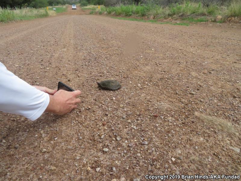 Sonoran Mud Turtle (Kinosternon sonoriense)